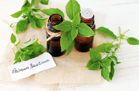 Basil Essential Oil for Restless Leg Syndrome