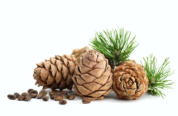 Cedarwood Cones and Seeds for Cedarwood Essential Oil 