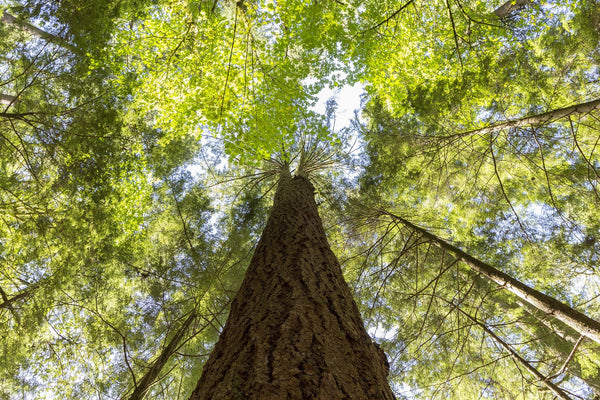 Cedarwood Trees for Cedarwood Essential Oil 