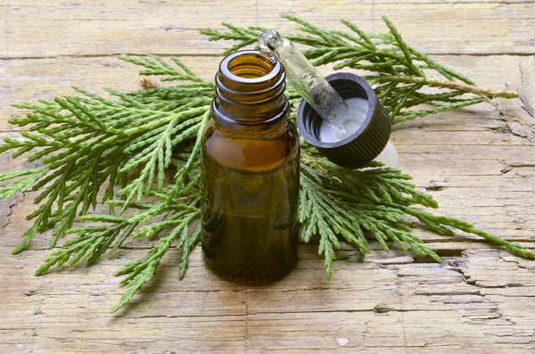 Cypress leaves sit behind an amber-colored bottle filled with oil on a wooden table